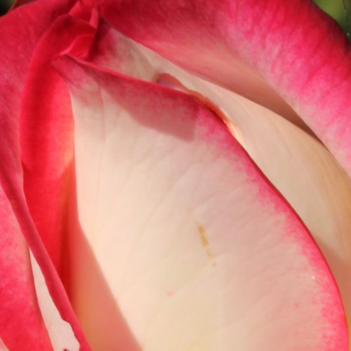 Online rózsa kertészet - teahibrid rózsa - sárga - vörös - Rosa Neue Revue® - intenzív illatú rózsa - Reimer Kordes - Feltörő növekedésű, bokros termetű, bőrszerű levelekkel.